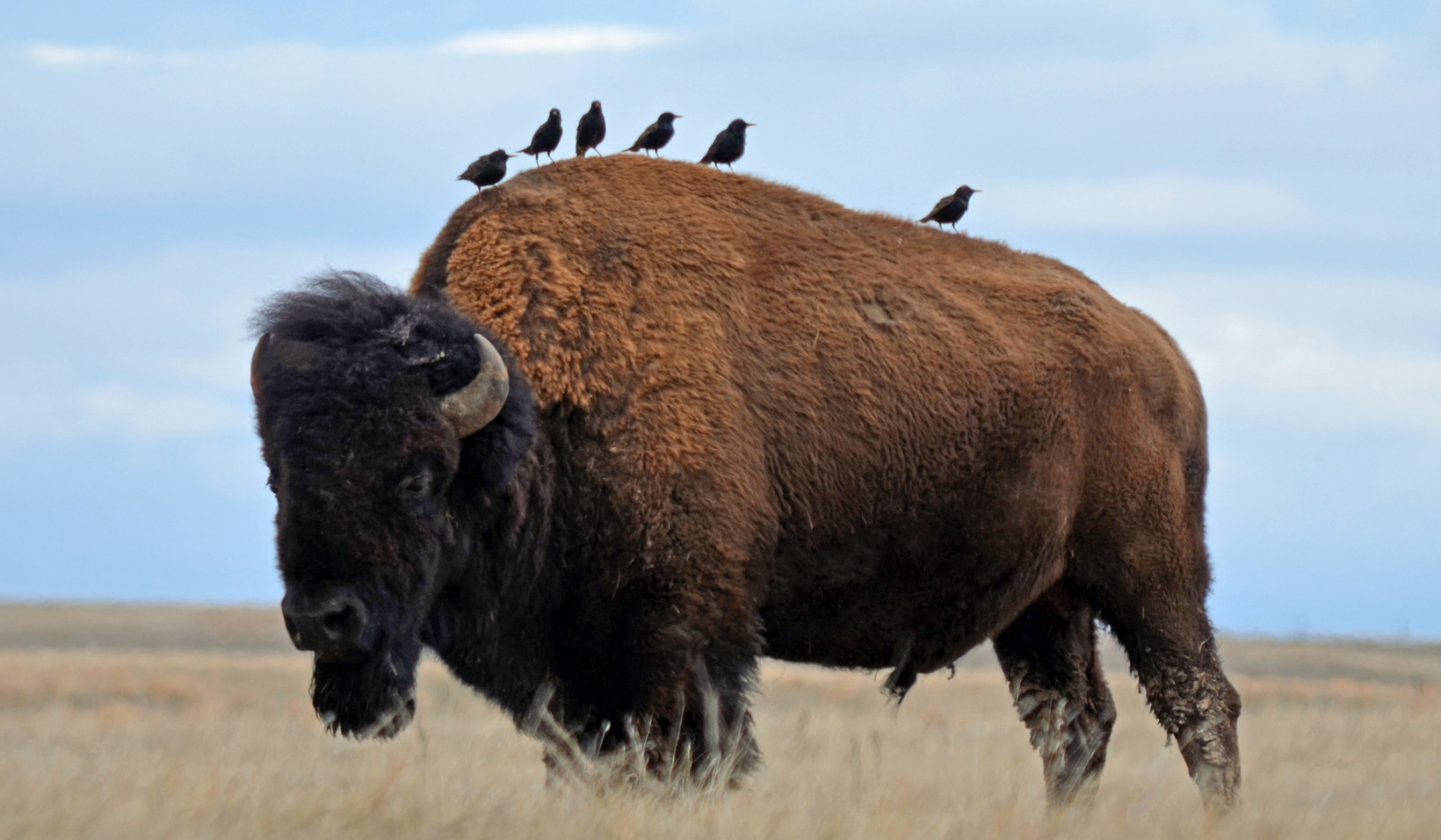 bison-with-birds.jpg