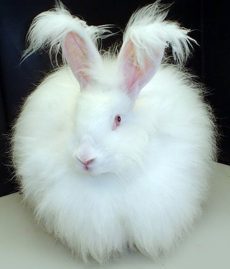 fluffy-white-angora-rabbit.jpg