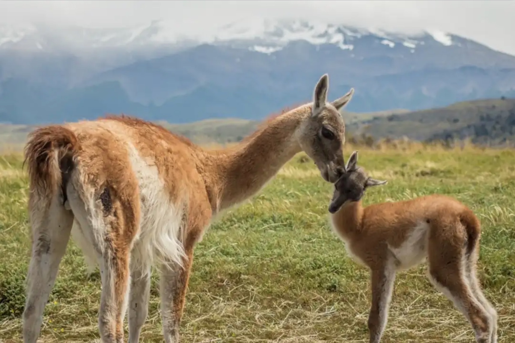 guanaco-mother-and-daughter.jpg