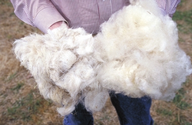 What is Wool?