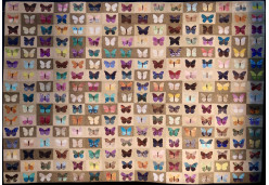 Butterflies and Moths by Amy Pabst