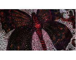 Butterfly Tangle by Michelle de Groot - Back of Quilt Lit