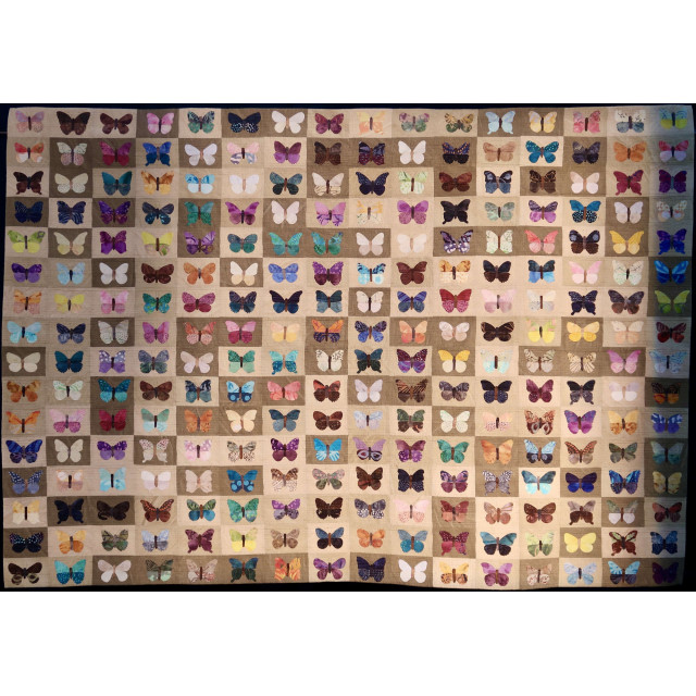 Butterflies & Moths