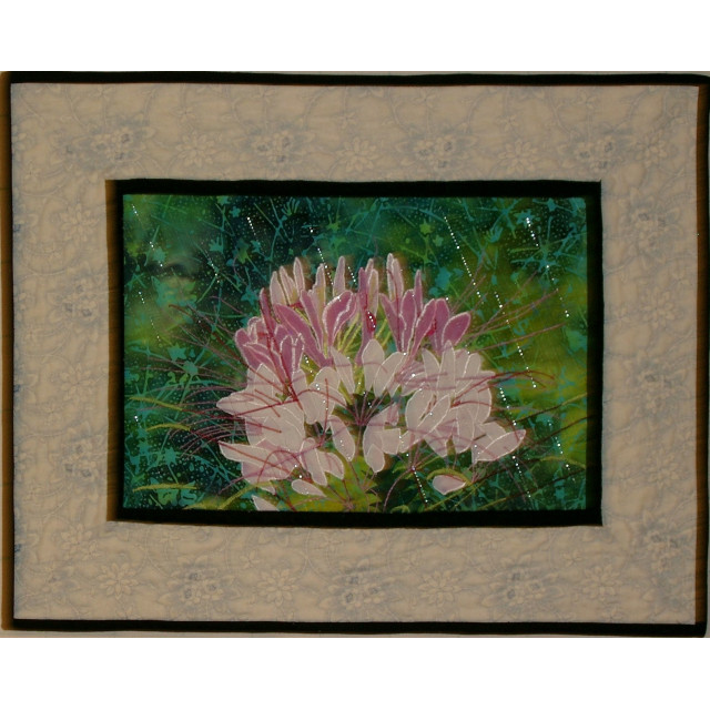 Clever Cleome'