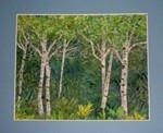 Birch Trees